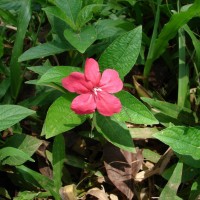 Ruellia elegans Poir.